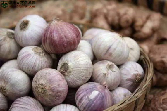 出现独头蒜、多瓣蒜原因分析_种植技术_技术
