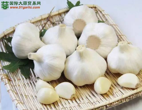 出现独头蒜、多瓣蒜原因分析_种植技术_技术