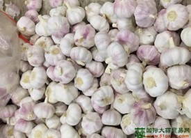越南和印尼大蒜影响金乡大蒜出口 ()