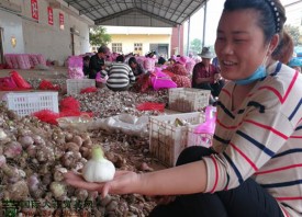 2017年，徐州共计出口大蒜25万吨 ()