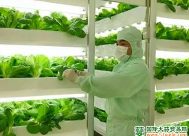 “一带一路”助力中国蔬菜出口 ()