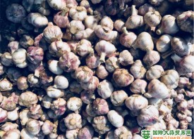 兰州：新蒜上市季 批发价跌至0.7元/斤 ()