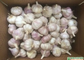 中国大蒜产量增多 ()