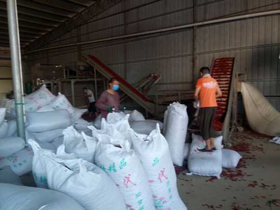 2018年蒜价箱体震荡、辣椒养精蓄锐_实话石说