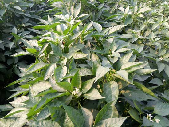 2018年蒜价箱体震荡、辣椒养精蓄锐_实话石说