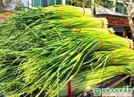 安徽亳州：蒜薹喜获丰收 ()