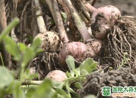 哈尔滨白城:大蒜喜获丰收 ()