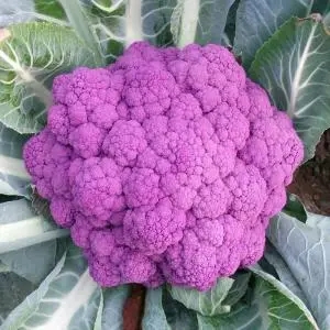 紫菜花.webp