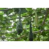 鹤首葫芦高40-60厘米鹤首葫芦种子，观赏葫芦种子