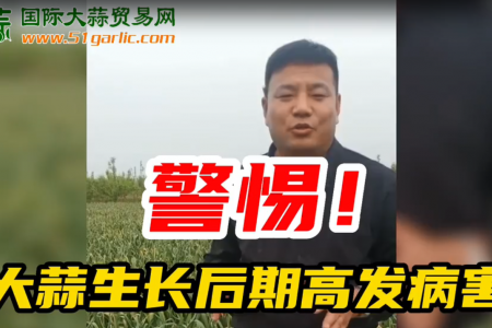 大蒜生长后期高发病害 ()