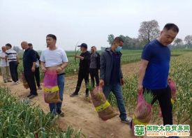 群众奔赴杞县帮助蒜农收蒜、抽薹 ()