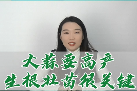 大蒜要高产 生根壮苗很关键 ()
