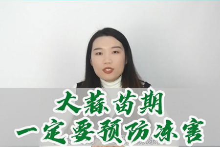 大蒜苗期一定要预防冻害 ()