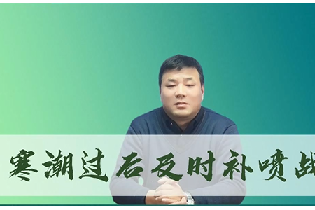 寒潮过后及时补喷战寒 ()