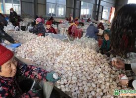 郯城 ：大蒜产业蓬勃发展