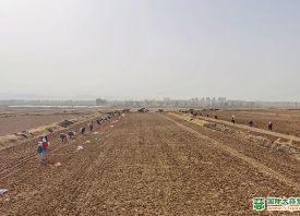 民乐：掀起种蒜热潮 ()