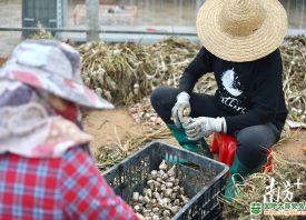 汕尾：大蒜产业高质量发展 ()