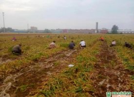通许四所楼：盘活大蒜资源 促农增收