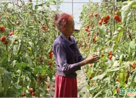 新疆库车：蔬菜产业赋能发展
