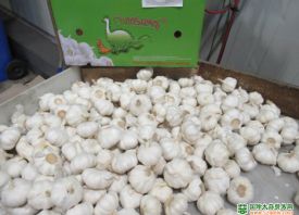 荷兰：采购中国大蒜的数量陡升 ()