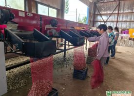 太平乡：紫皮蒜“土特产”促增收