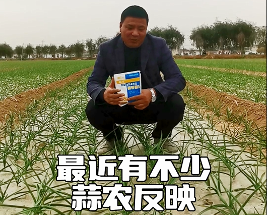大蒜该不该控旺