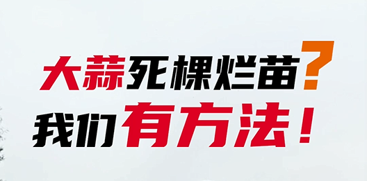 大蒜死棵烂苗我们有方法