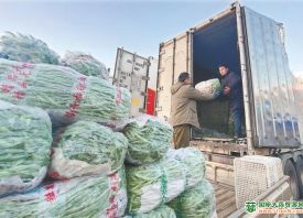 北京新发地：加大调配 蔬菜量足价稳