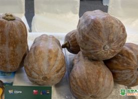 鲜食蔬菜成了新风口