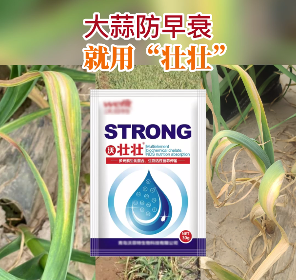 大蒜防早衰就用“壮壮” ()