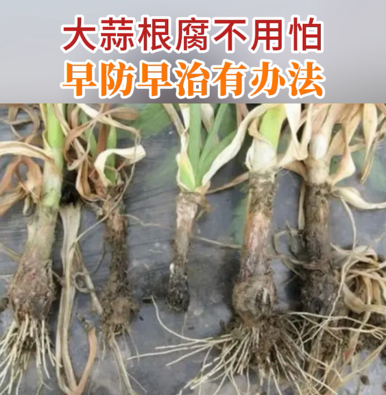 大蒜根腐不用怕、早防早治有办法 ()
