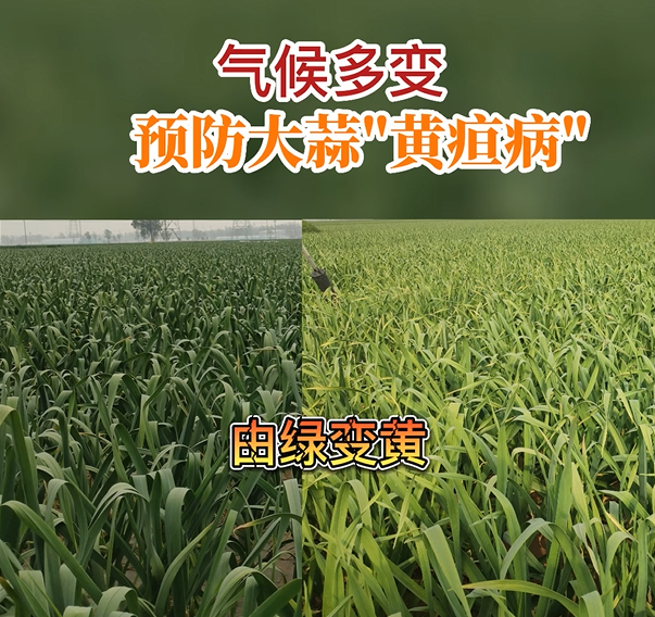 气候多变 预防大蒜黄疸病 ()
