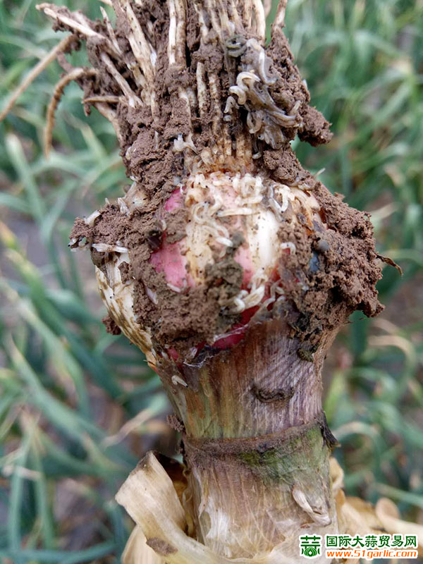 大蒜各地疫病频发单产减产减产