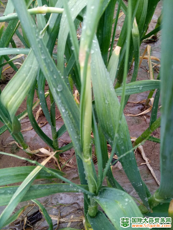大蒜各地疫病频发单产减产减产
