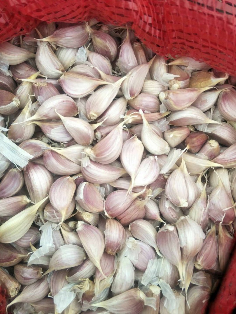 优质蒜苗种子