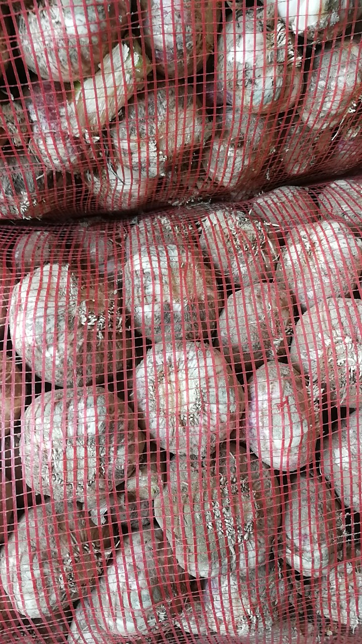 本人大量供应新鲜毛蒜剥皮蒜