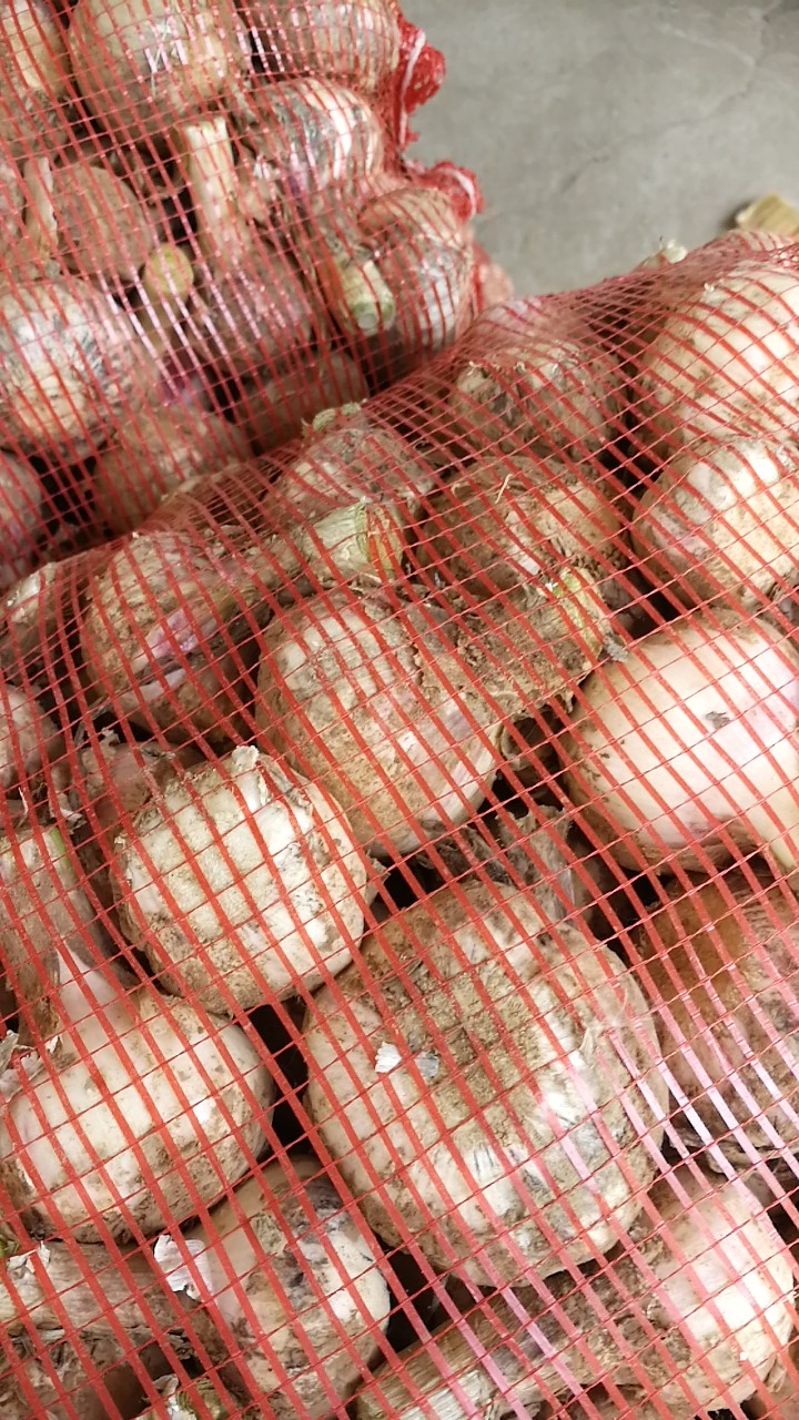 本人大量供应新鲜毛蒜剥皮蒜