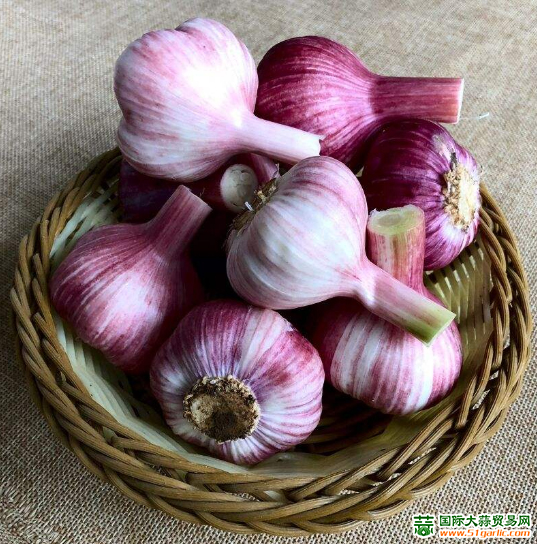 杭州:蒜味飘香 价格上涨【国际大蒜贸易网】