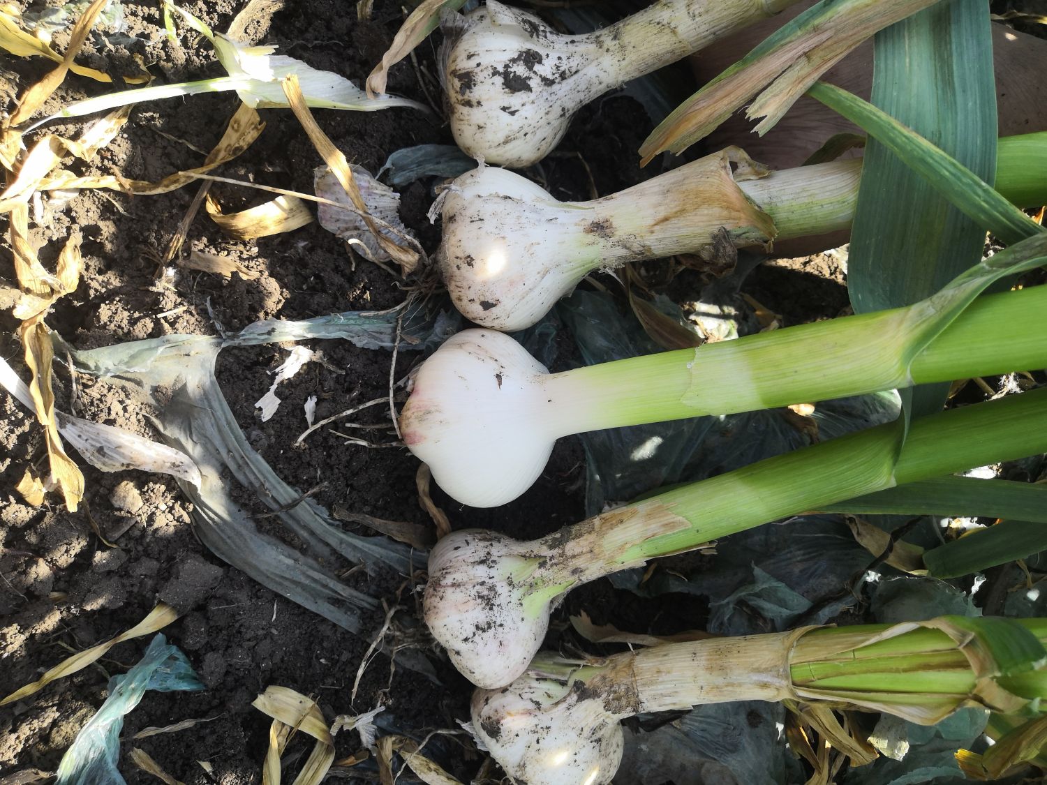 苍山四六瓣大蒜