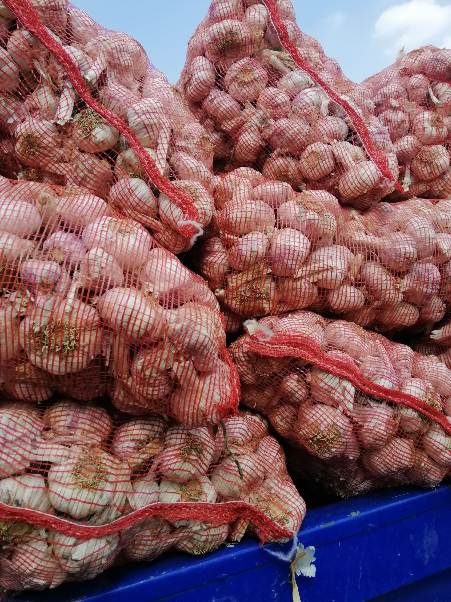 河南杞县大蒜,品质好,价格低