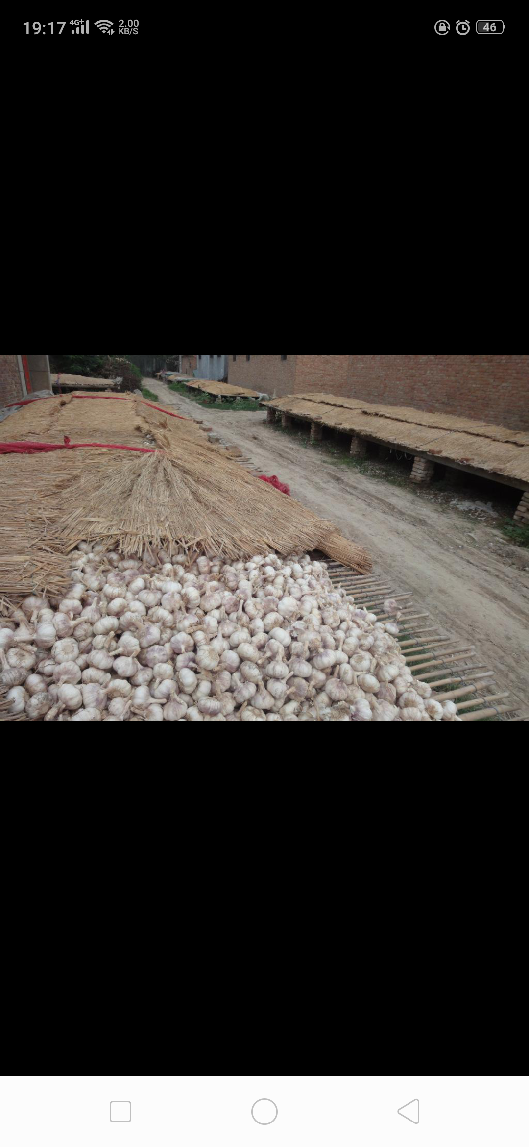 挑战世界吉尼斯记录的大蒜最新品种