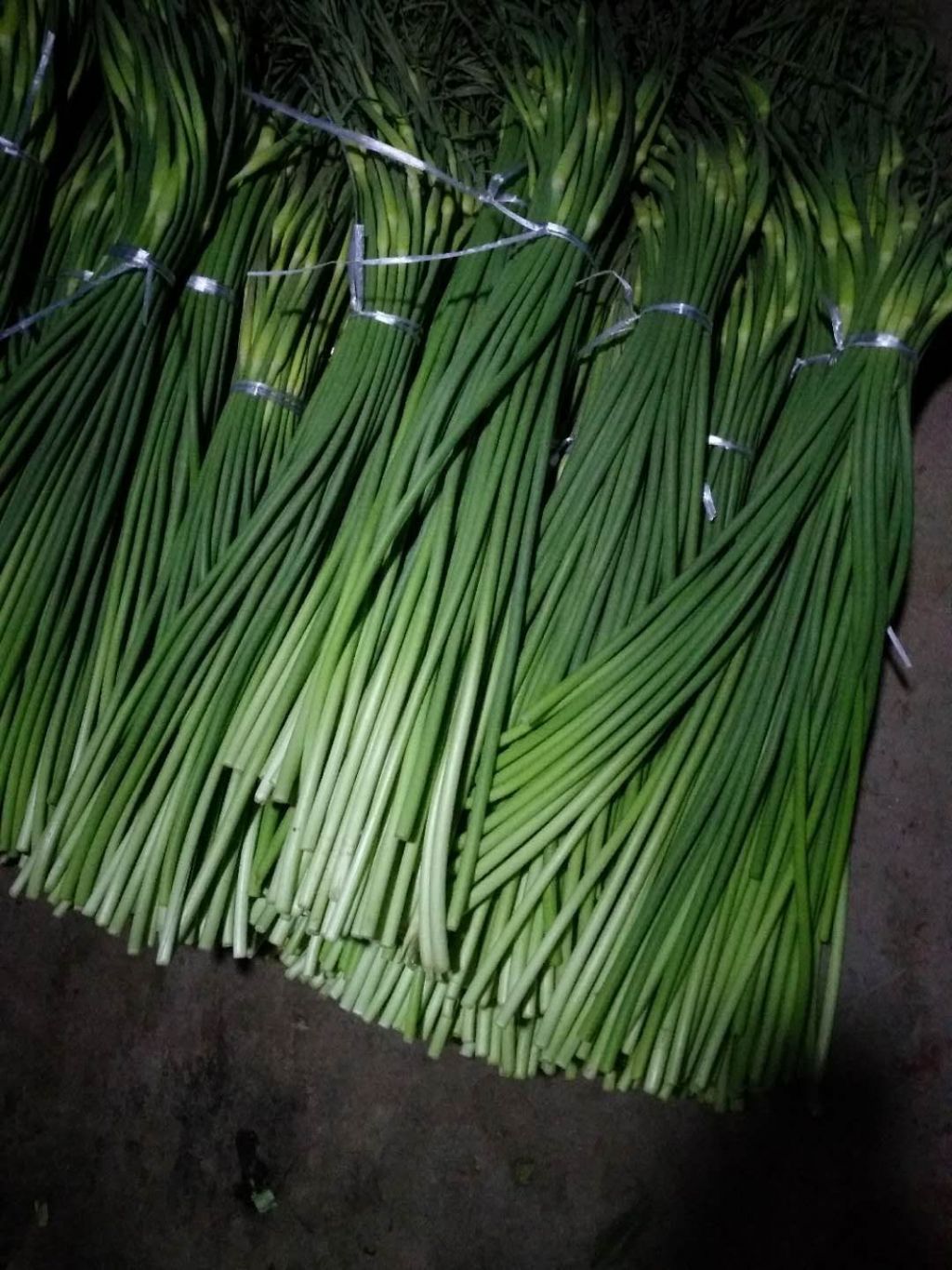 江苏射阳白冒蒜苔出售