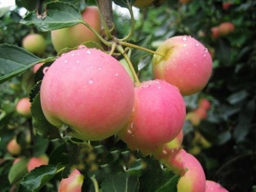 沙果新鲜食材配送