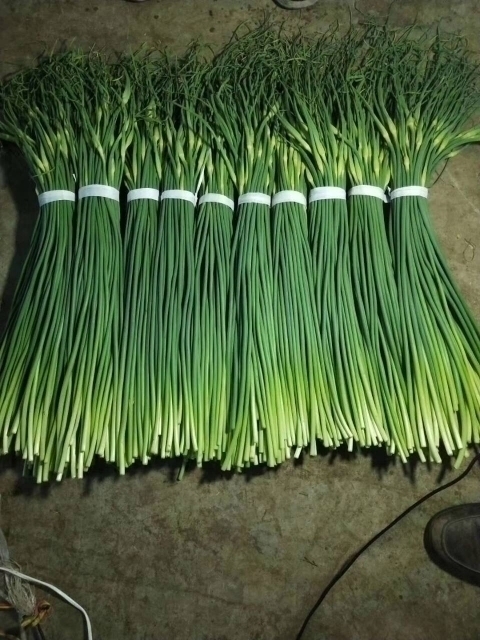 大量出售冷库蒜苔|17753139001|蒜苔价格行情