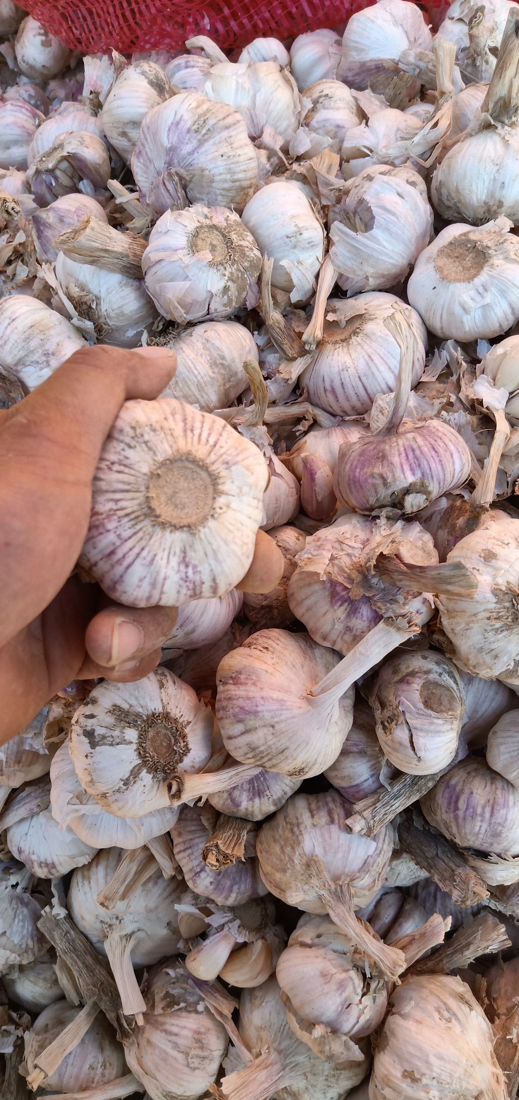 本地有35吨混级蒜出售|13460968968|大蒜价格行情