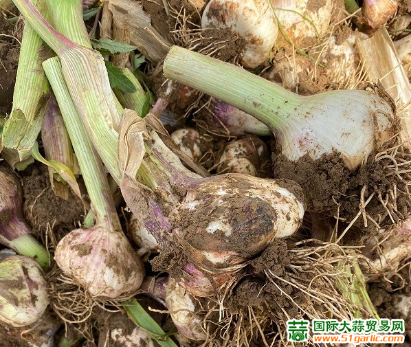 德国:本地大蒜需求向好