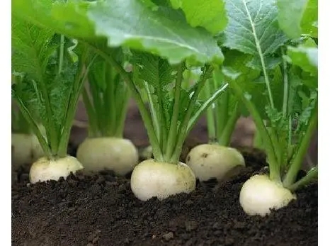 芜菁甘蓝蔬菜供应