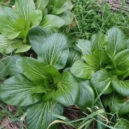 瓢儿菜学校配送_供应大蒜_