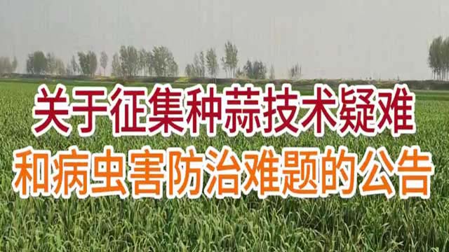 征集种蒜技术和病虫害难题